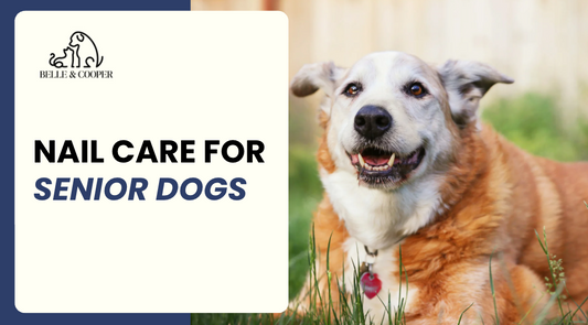 Why Nail Care is Vital for Senior Dogs