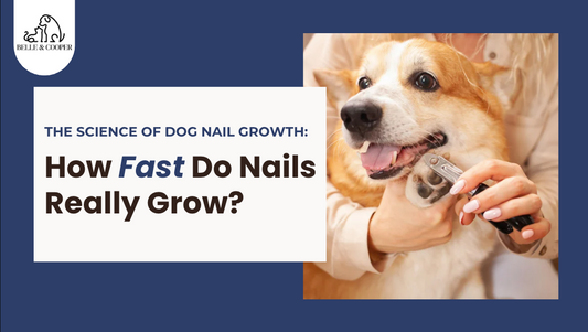 The Science of Dog Nail Growth: How Fast Do Nails Really Grow?