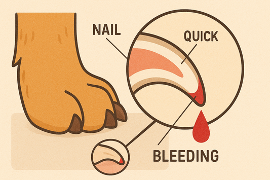 How to Stop Nail Bleeding in Dogs: Your Complete Guide to Emergency Pet Care