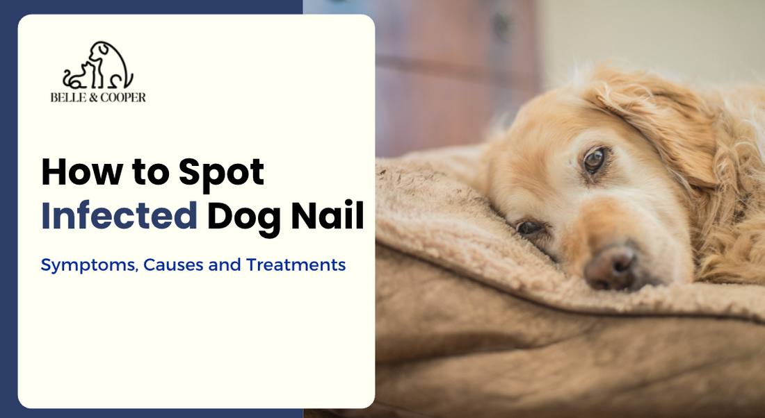 How to Spot Infected Dog Nails: Symptoms, Causes and Treatments