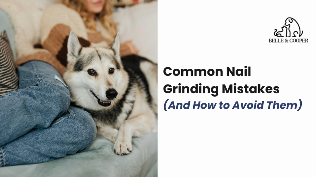 Dog Nail Grinding Mistakes Owners Make (And How to Avoid Them)