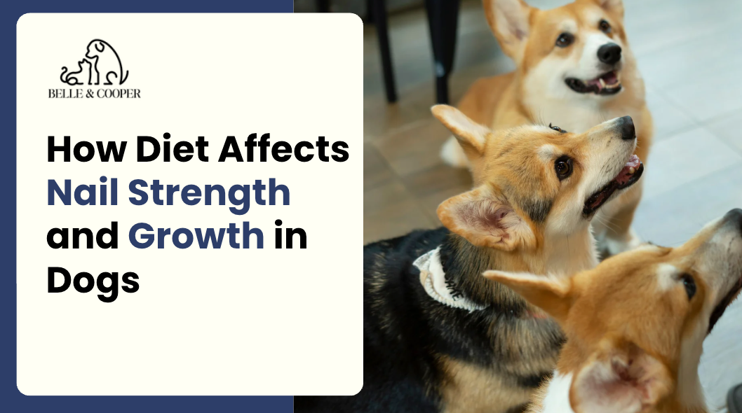 How Diet Affects Nail Strength and Growth in Dogs