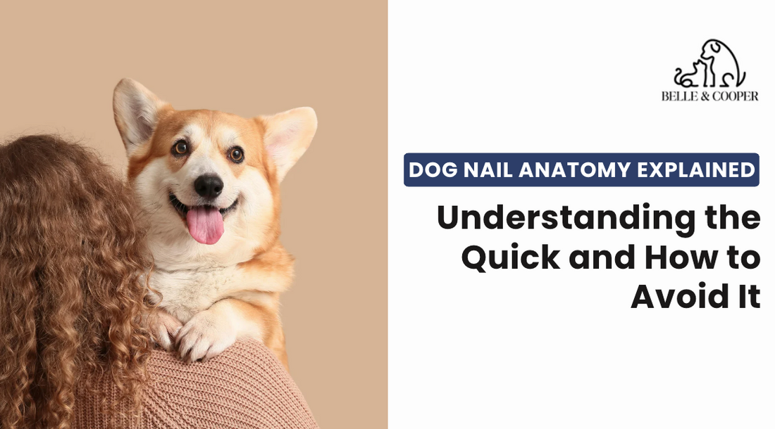 Dog Nail Anatomy Explained: Understanding the Quick and How to Avoid It