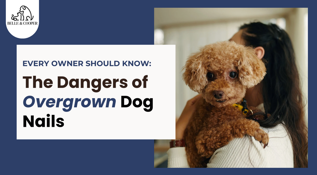 The Dangers of Overgrown Dog Nails: Health Problems Every Owner Should Know